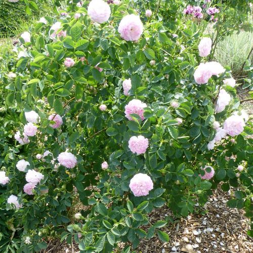 Alb cu tentă roz - Trandafir copac cu trunchi înalt - cu flori tip trandafiri englezești - coroană tufiș